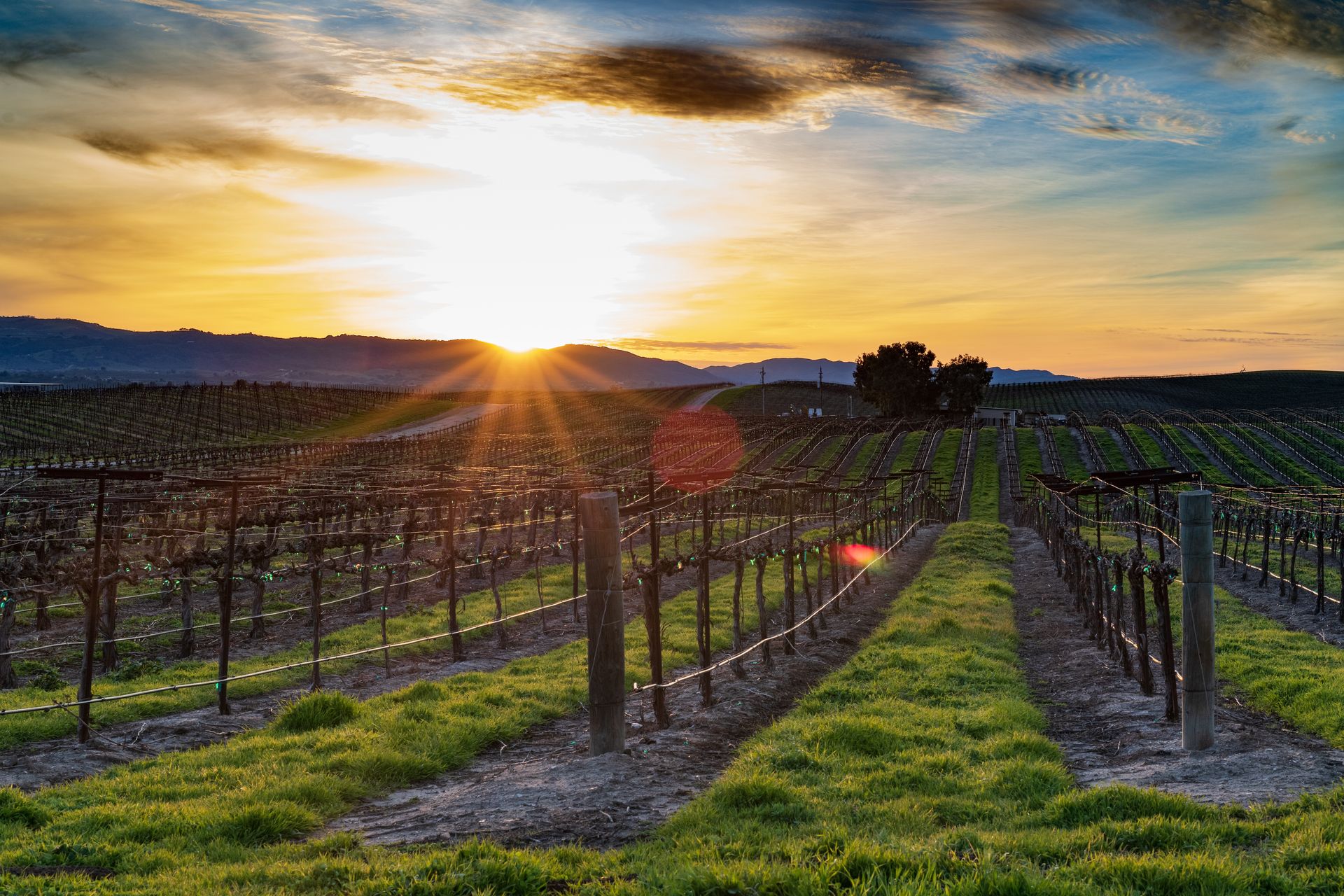 Vineyard at golden hour